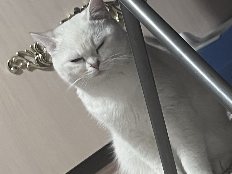 Кот британский прямоухи