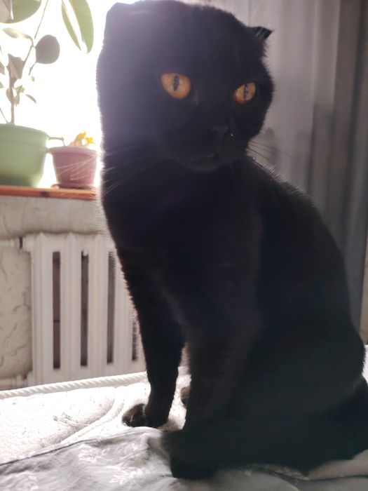 Отдам в добрые руки кошечку.