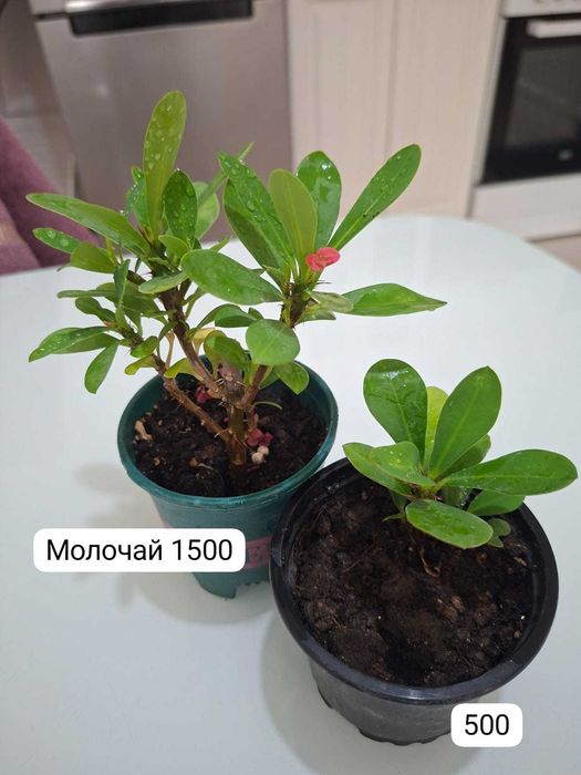 Продам домашние растения
