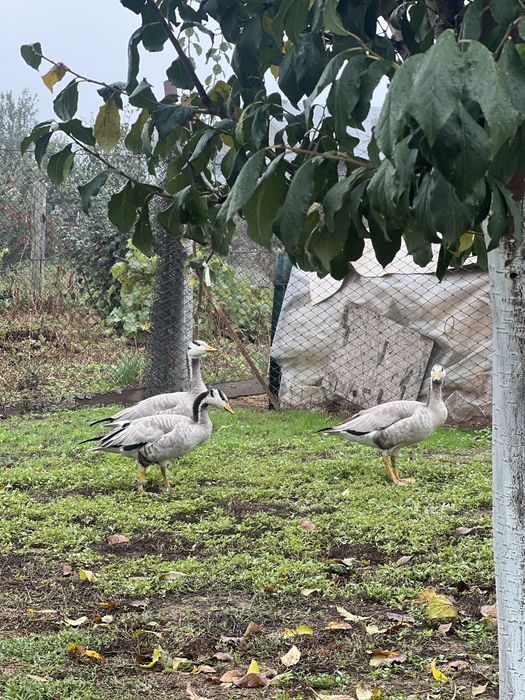 Gasca indiana mascul 2024