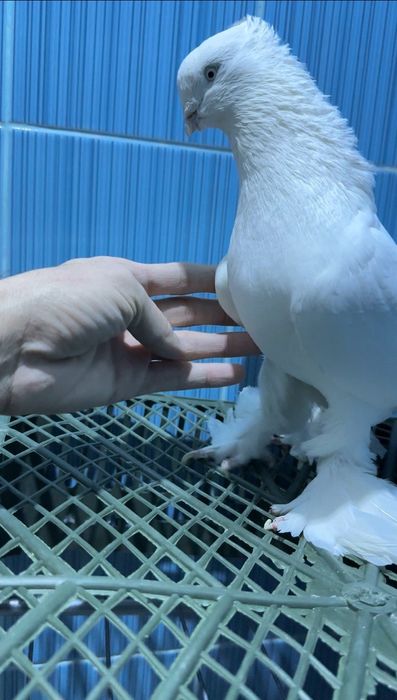 Продам Андижанских голубей