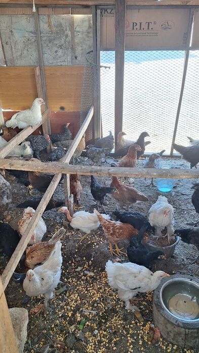 Продам 3 месячных цыплят