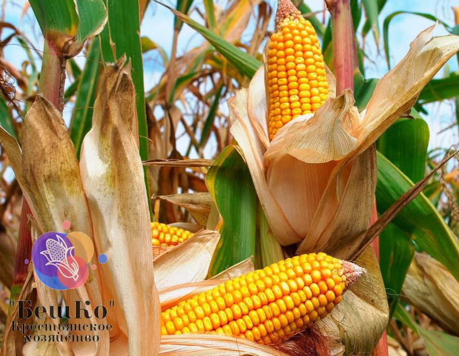 Жугери урыгы, семена кукурузы