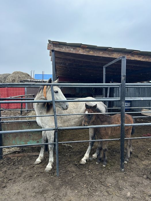 Құлынды бие сатылады!