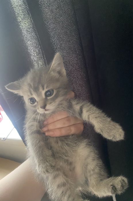 КОШКИ бесплатно.
