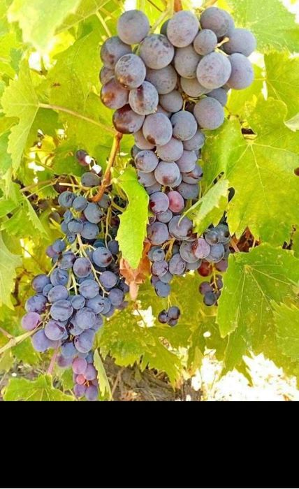 Butasi de vită de vie de anul 2 și de anul 3