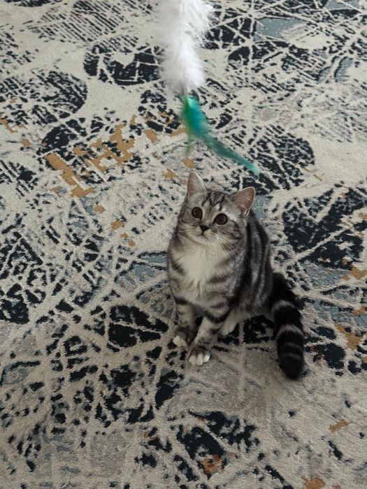 Продам кошку за 10000 тенге