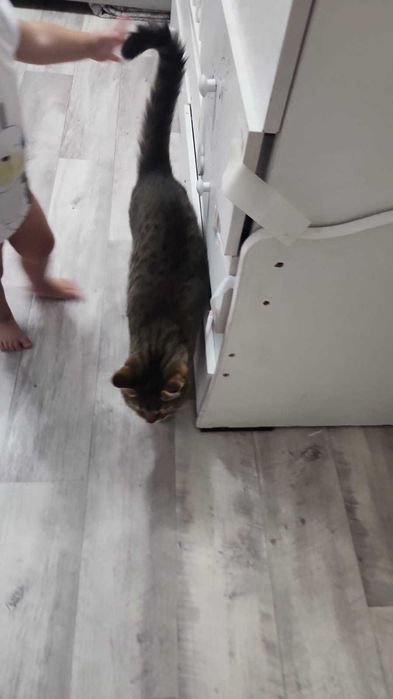 Отдам кота в добрые руки