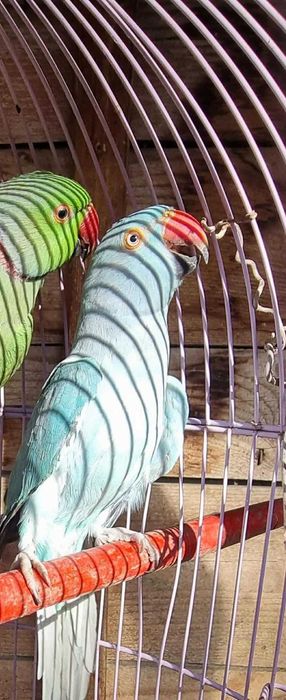 Vând femelă micu Alexandru de 2 ani