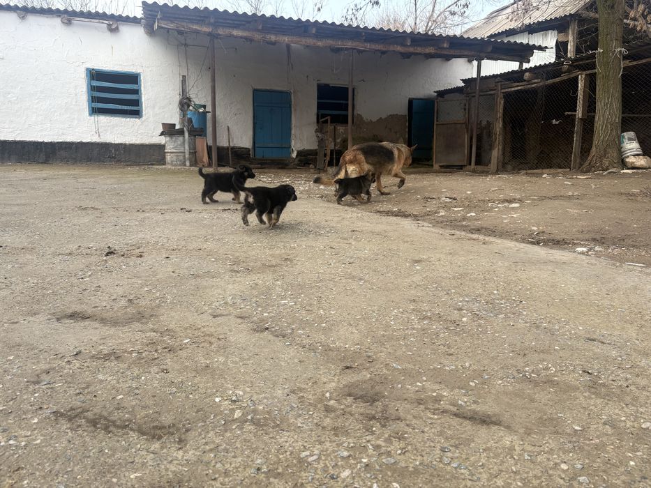 Овчарка кушиктер