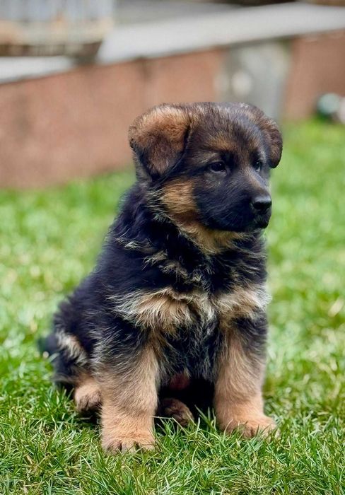 Pui ciobanesc german