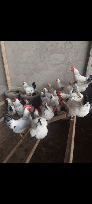 1 апталық балапандар Адлер