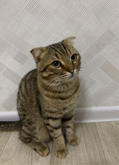 Шотланский мысық