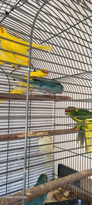 Papagali peruși,kakariki printesa de wales