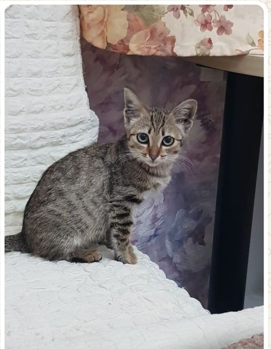 Отдам котёнка в добрые руки