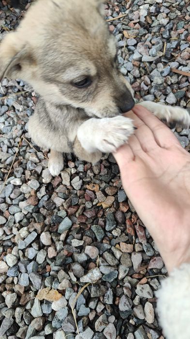 Отдам даром шикарный шенков