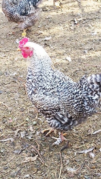 Петух на племя молодой