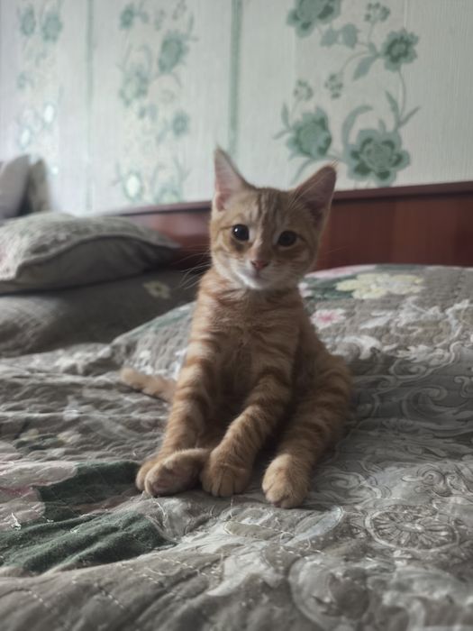 Котенок в добрые руки