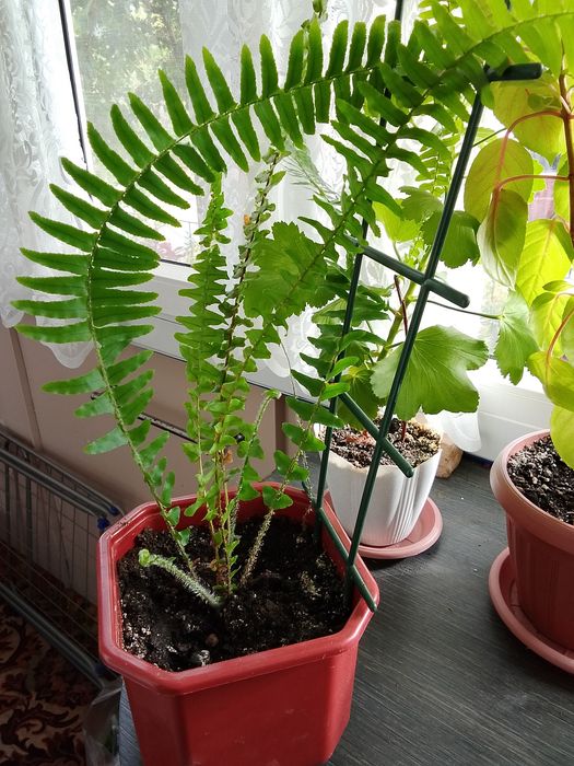 Продаю комнатные цветы
