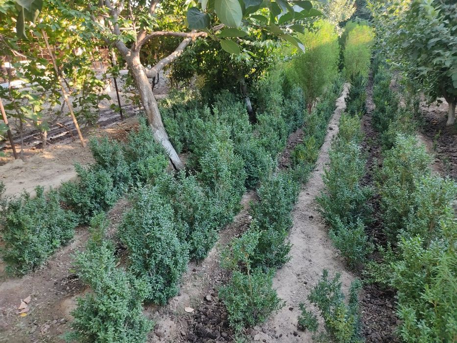 Шамшод 5-6 йиллик