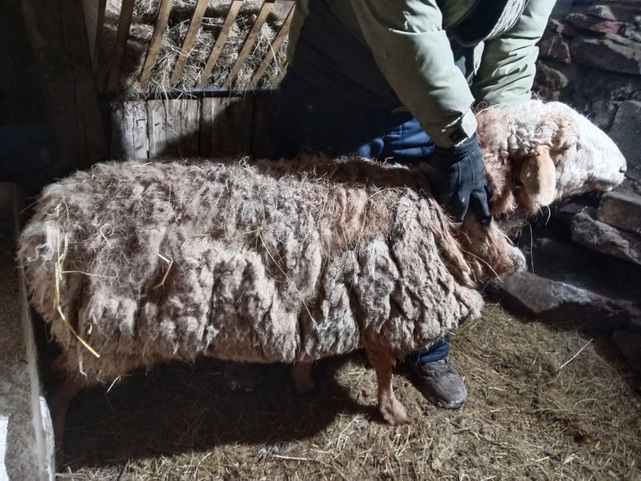 Бараны жирный болшой