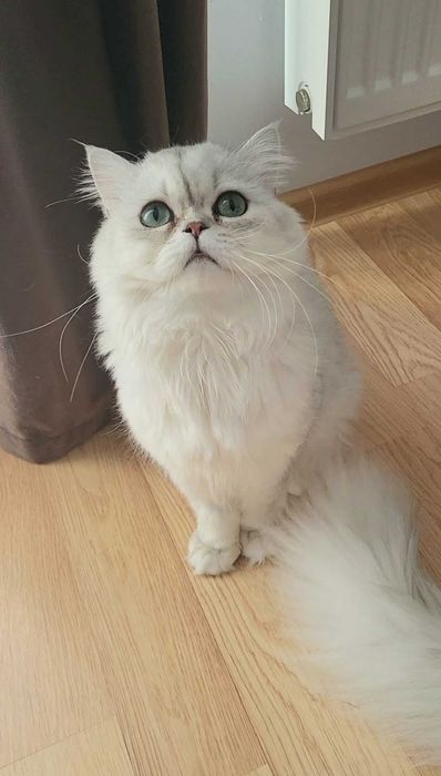British longhair silver cu ochii verzi felisa autorizata