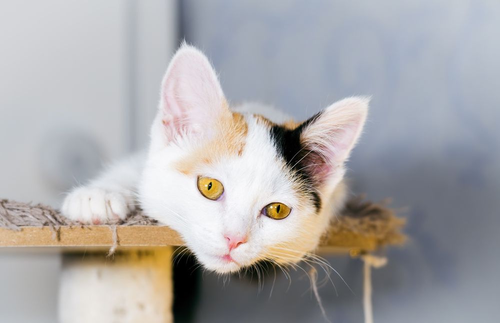 Отдам в хорошие руки