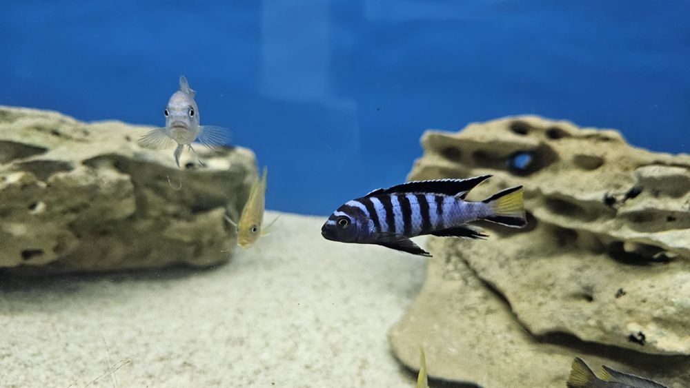 Рибки Африкански цихлиди