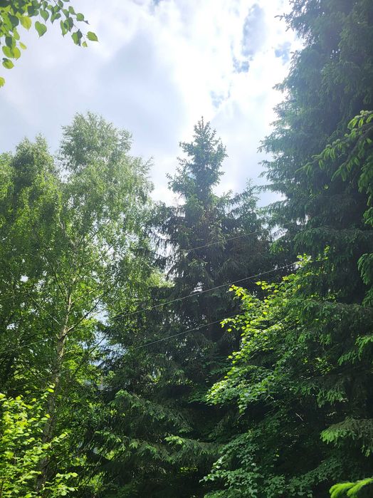 Teren extravilan păsune impadurita