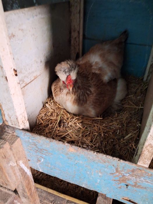 Инкубацыонные яйца