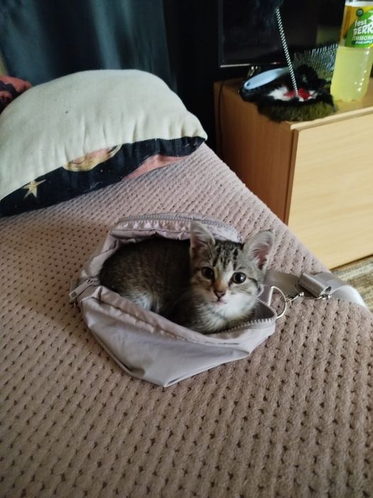Отдам котенка (ж) даром