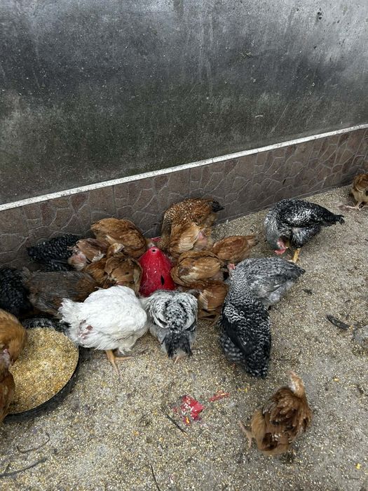 Vând puișori de țară au 8 săptămâni