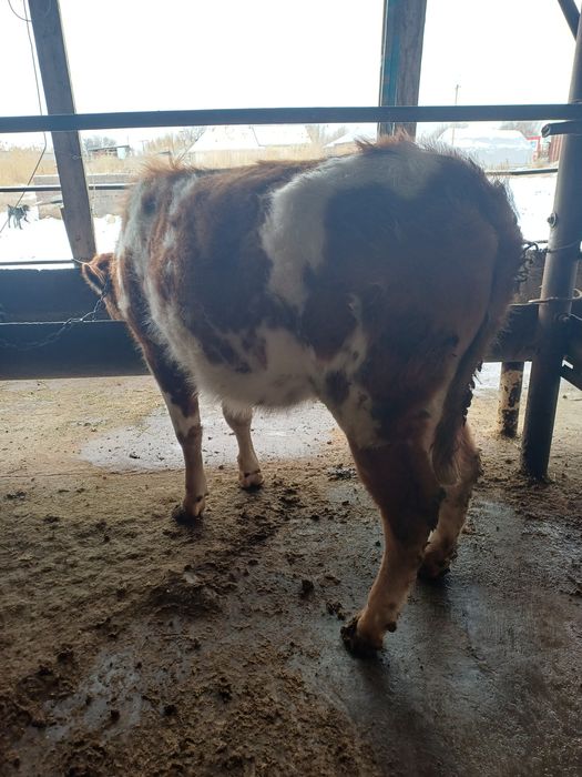 Продам тёлку 11 месяцев