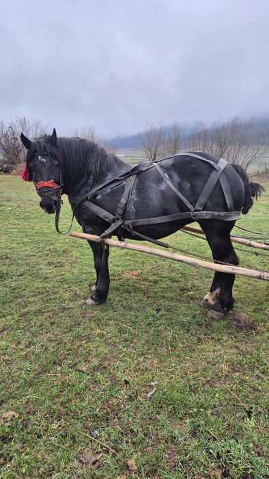 Iapa gestanta de vanzare