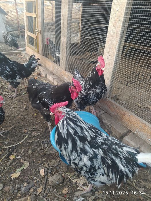 Австралорп черно пестрый  петушки