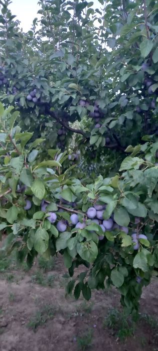 Vânzare prune Centenar  Mircestii Noi Vrancea