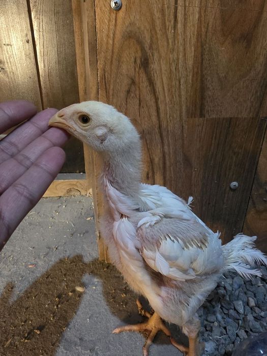 О шамо жожалари сотилади тоза кон