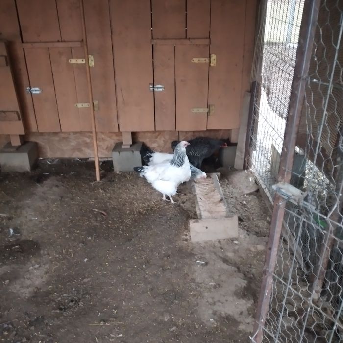 Vînd 2 puicuțe Sussex