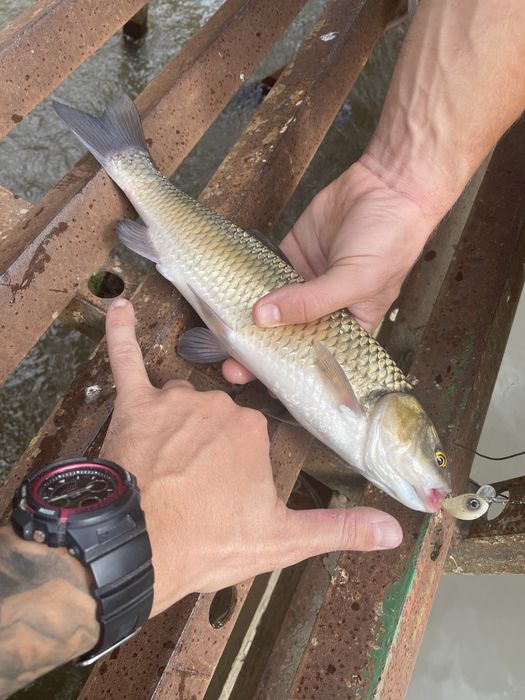 5 бр. Воблери за кефал 28мм. 2,5гр. + кутийка подарък