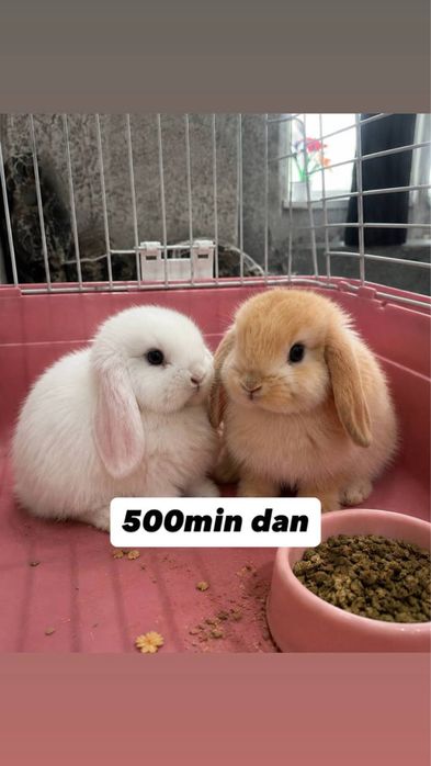 Trenddagi quyonla bor Karliki, mini lops, niderlandskiy uyda boqiladi