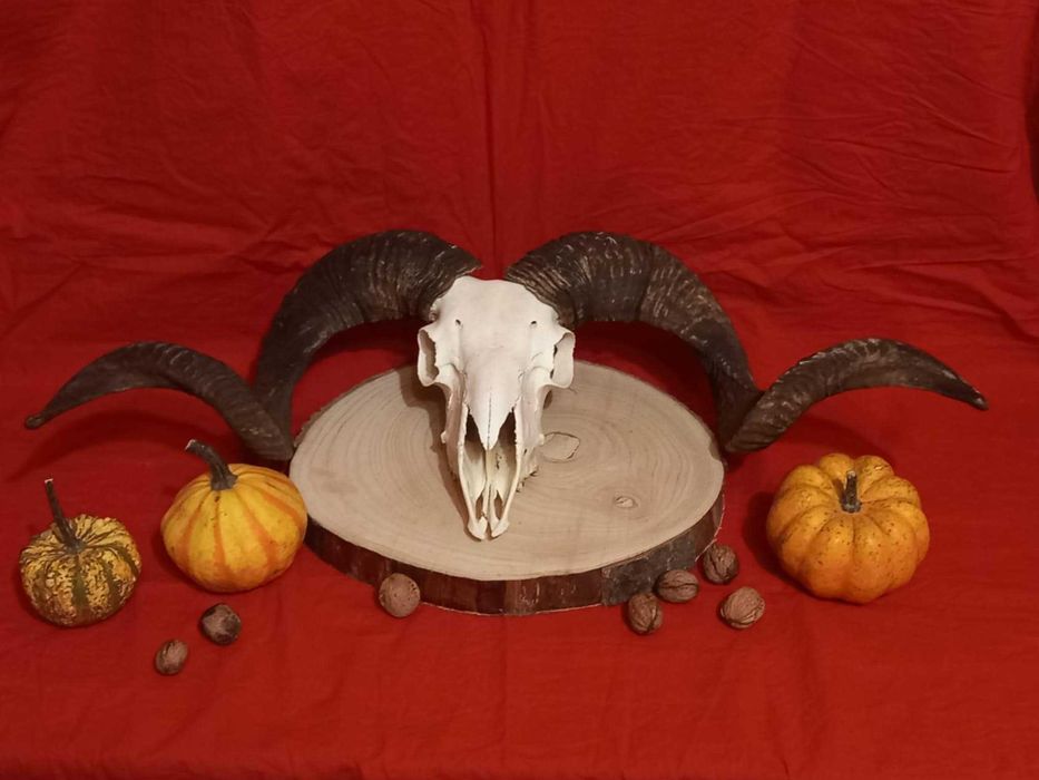 trofeu-trofee-craniu-coarne de berbec Capital Negru