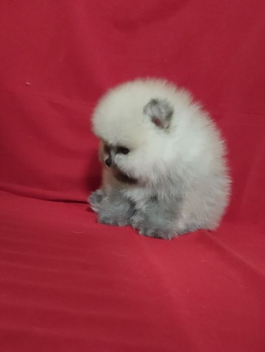 Мальчики и девочки мини шпицедетки