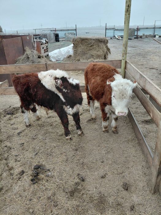 Продам коров и телят