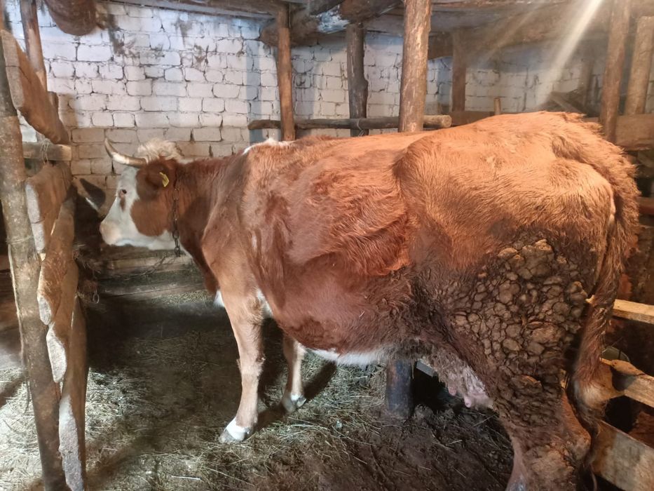 Продам корову молочную