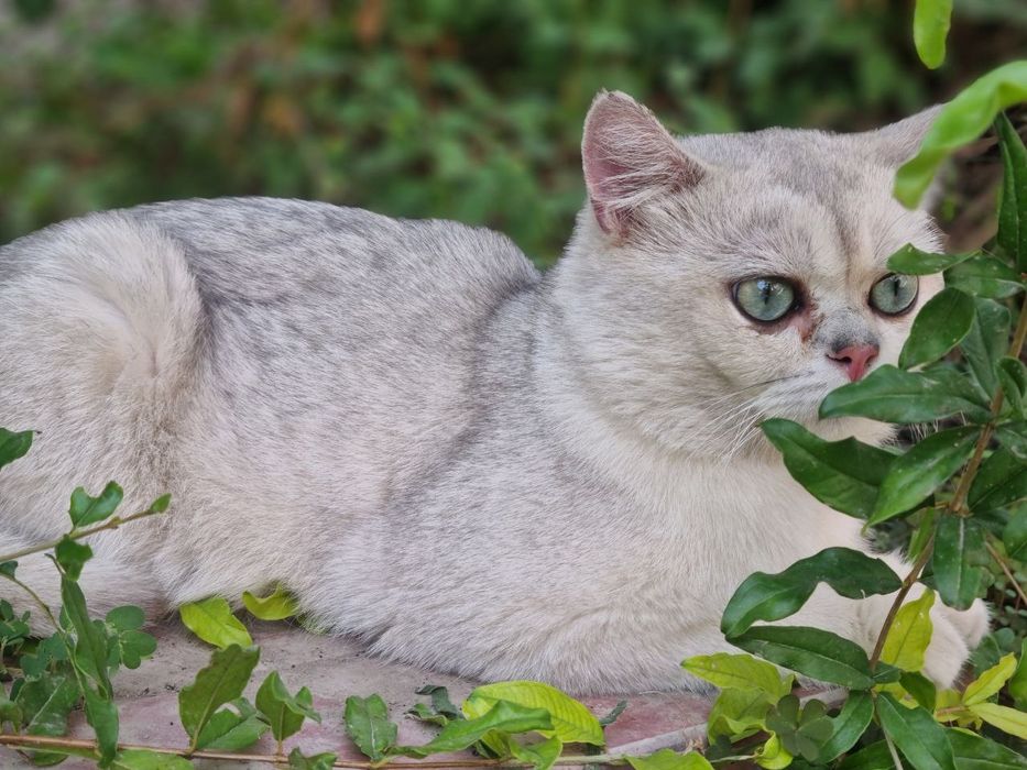 Серебристый шиншила для Вязки