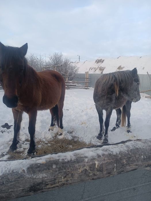 Продам две лошади