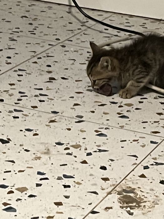 Котята двухмесячные