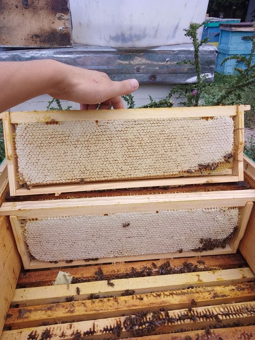 Мёд в сотах натуральный