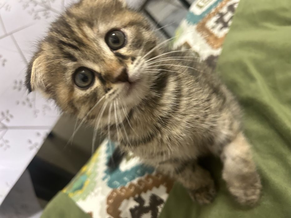 Котята девочка и мальчик веслоухие