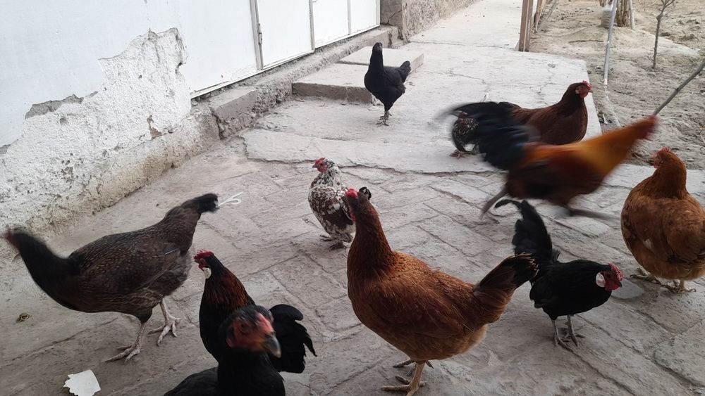 Tovuq kulangi sotiladi toza zotli